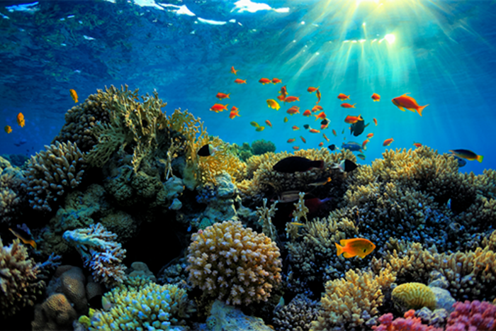 Rạn san hô đẹp tuyệt vời của đảo Phú Quốc