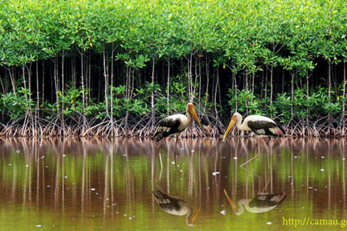 Giang sen – một loài chim lớn sinh sống trên vùng đất ngập nước ở Cà Mau