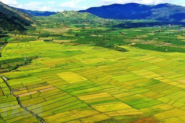 Những ruộng lúa tại huyện Chư Păh (Gia Lai). Ảnh: Hồng Điệp