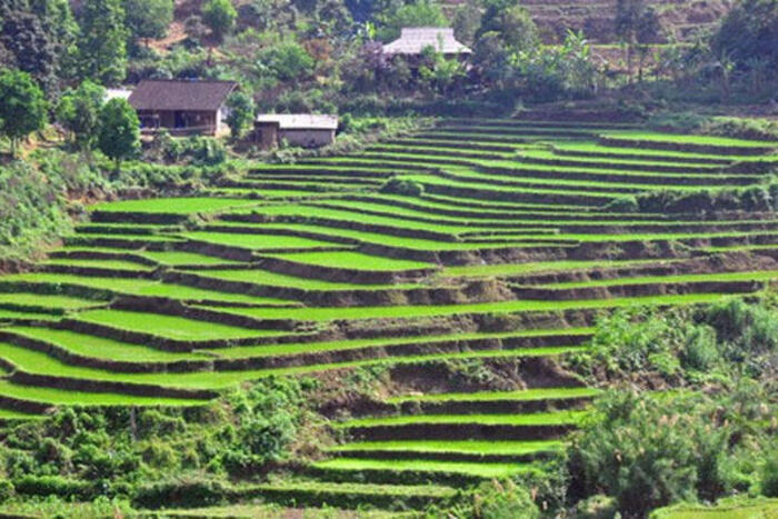 Ruộng bậc thang xã Nghiên Loan. (Nguồn: baobackan.org.vn)
