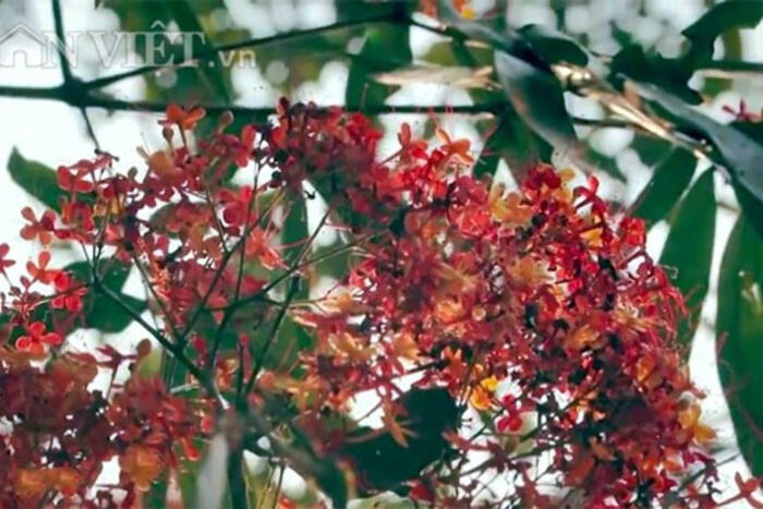 Những chùm hoa vàng anh rực rỡ lung linh trong nắng trưa
