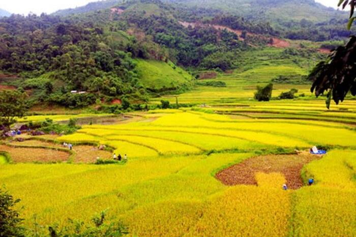Ruộng bậc thang xã Công Bằng vào mùa lúa chín. (Nguồn: baobackan.org.vn)