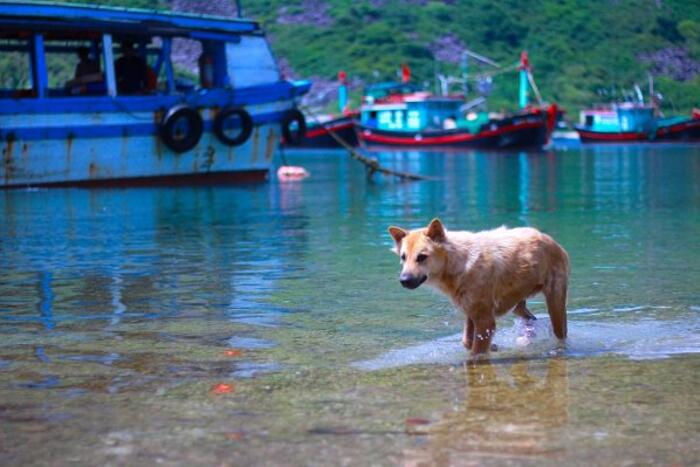 Những chú chó ở xã Bích Đầm được nghịch nước biển mà không phải chú chó nào cũng có cơ hội