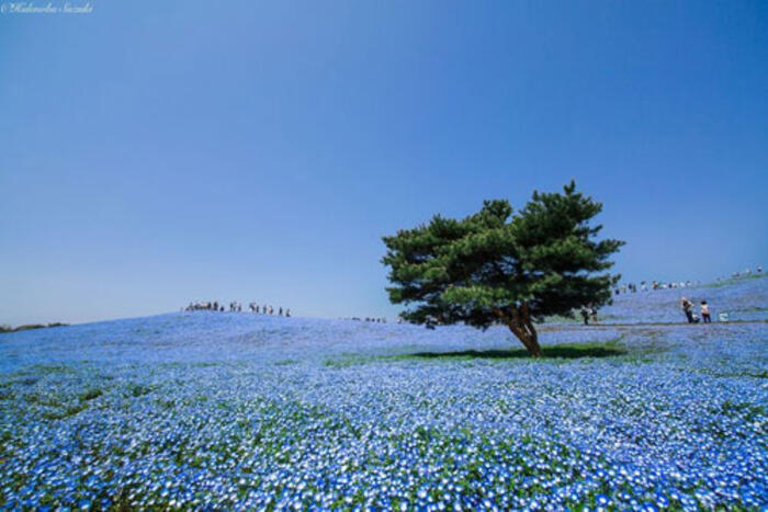 Lễ hội ngắm hoa Hanami Nemophila diễn ra hàng năm tại công viên thu hút đông đảo du khách đến từ trong và ngoài nước