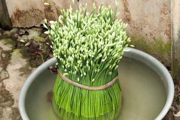Bó bông hẹ vừa mới bó – Ảnh: Châu Xuân Mai