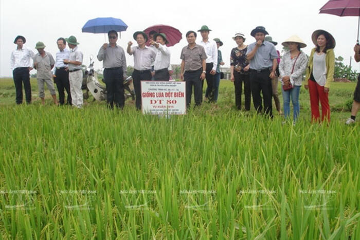GS Lê Huy Hàm cùng các đồng nghiệp đi thực tế tại cánh đồng lúa ở Ninh Bình