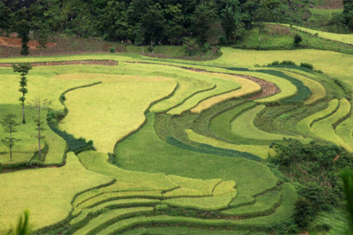 Màu của no ấm và trù phú - Ảnh: Đức Hùng