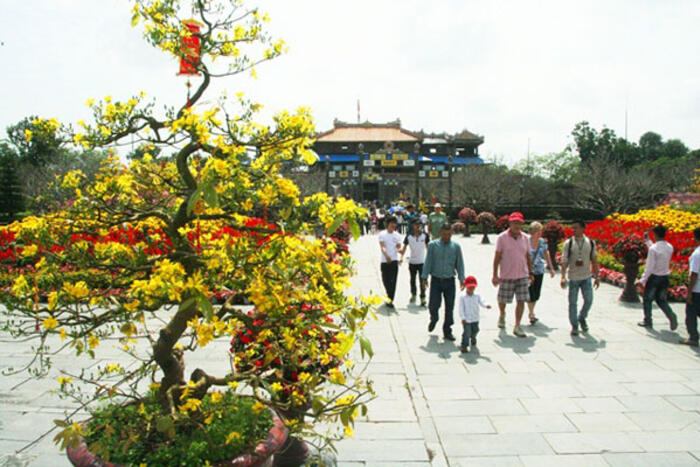 Mai vàng nở rộ trong Đại Nội