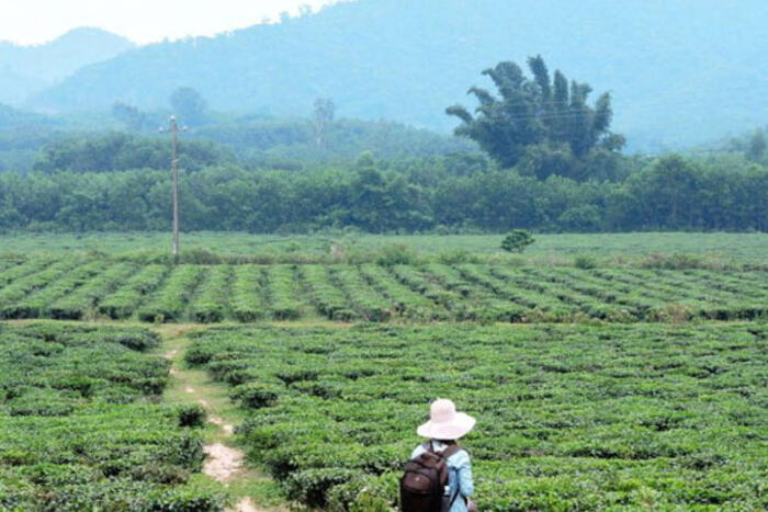 Giữa luống chè mới thu hoạch, bạn sẽ muốn đi lại nhiều vòng để chiêm nghiệm điều gì đó cho tâm tĩnh lại