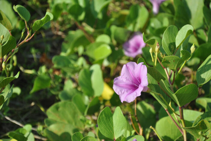 Hoa đẹp trên đảo Song Tử Tây