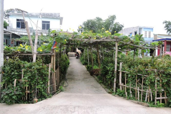 Rau mơ góp phần tạo nên vẻ đẹp bình dị cho làng cổ Phong Nam