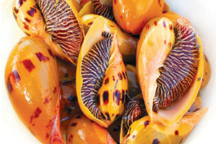 Ốc giác