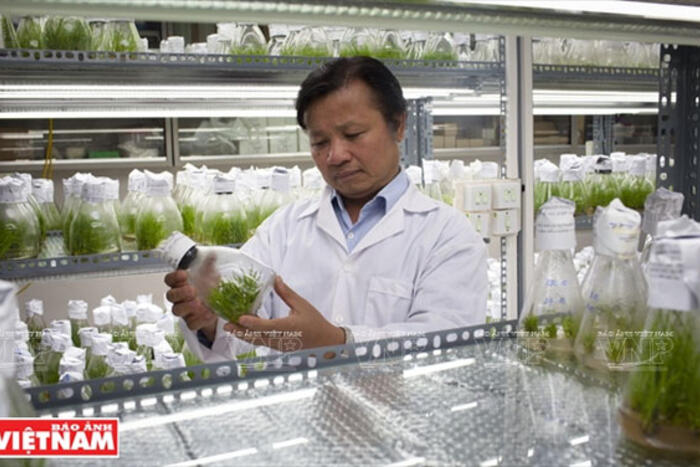 GS Lê Huy Hàm trong phòng nghiên cứu giống ngô mới của Viện Di Truyền Nông nghiệp VN. Ảnh: Tất Sơn