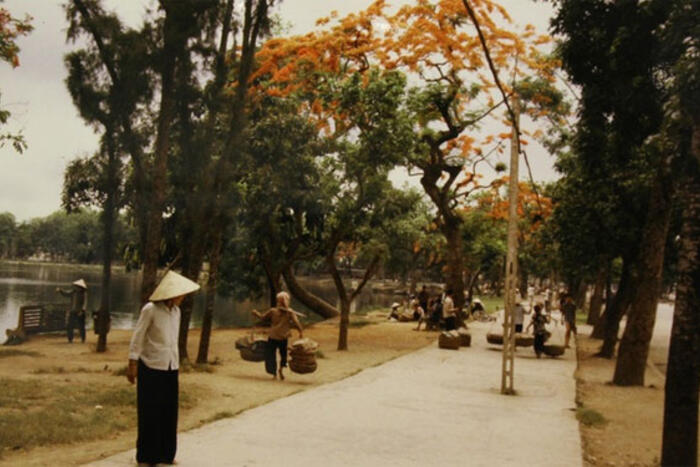 Hoa phượng nở trên hồ Thiền Quang, Hà Nội 1983