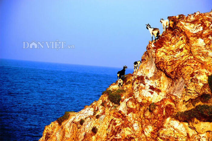 Đàn dê trèo lên Eo Gió để nô đùa, ngắm biển