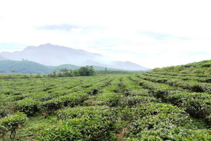 Đồi chè miên man trải dài trên triền đồi