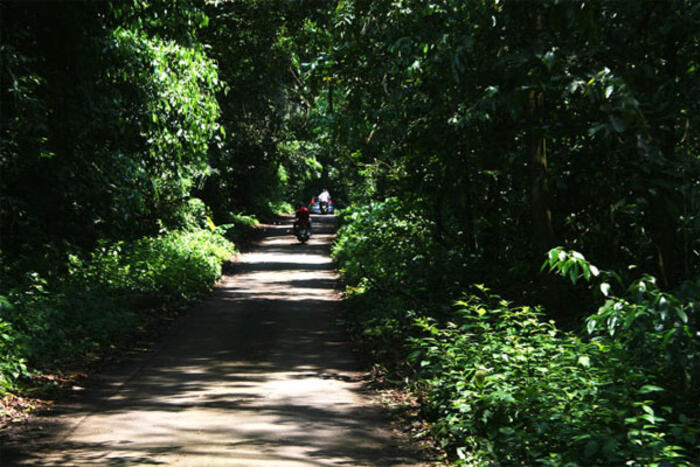 Con đường vào rừng