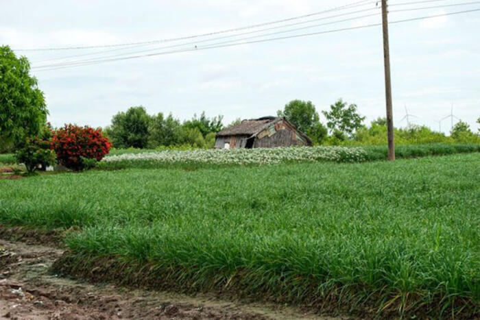 Ruộng hẹ với hoa trắng và lá hẹ xanh – Ảnh: Châu Xuân Mai
