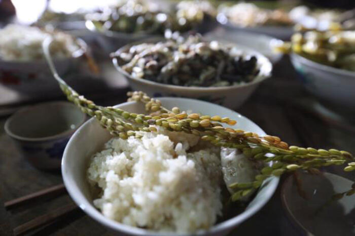 Bông lúa giống đặt trên mâm cơm cúng cơm mới của người Dao ở xã Hồ Thầu, Huyện Hoàng Su Phì, tỉnh Hà Giang