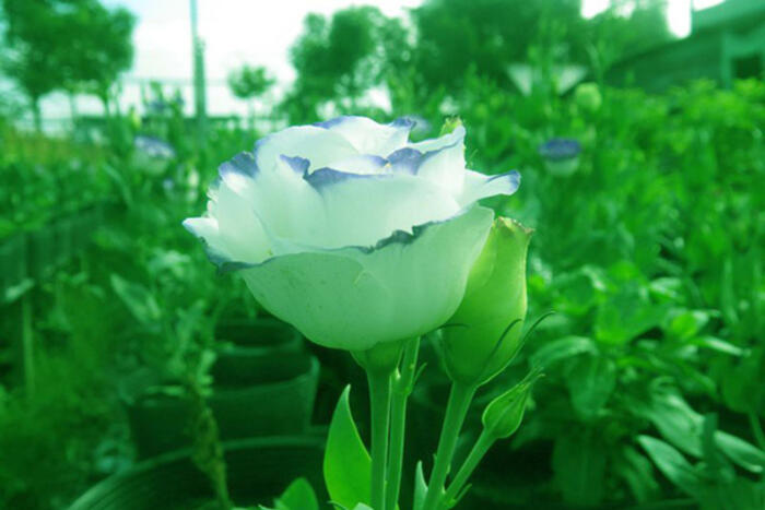 Hoa hồng pháp đang được trồng nhiều ở làng hoa Sa Đéc