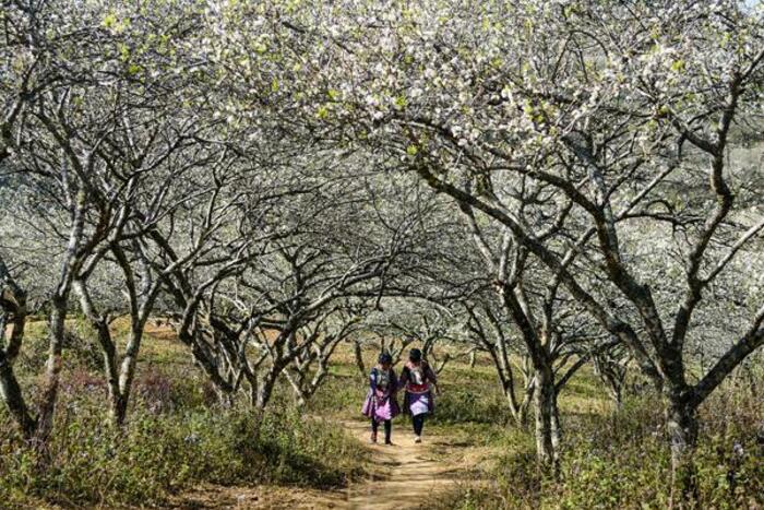 Hai thiếu nữ Mông diện váy đẹp đi chơi giữa rừng mận (Ảnh: Hải Dương)