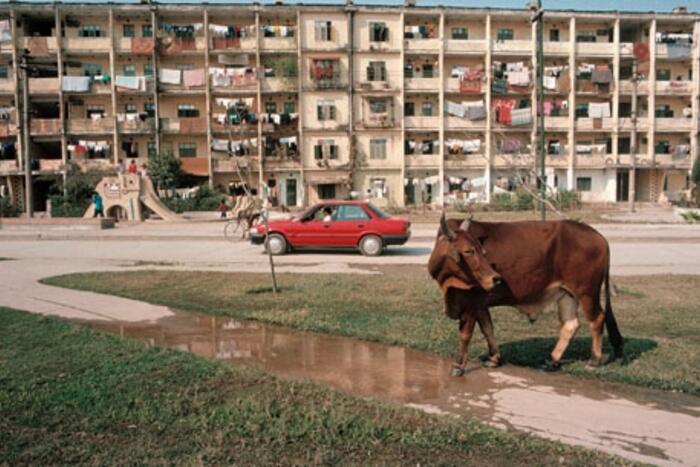 Hà Nội, 1989: Một chú bò thong dong đi lại trước sân một khu tập thể