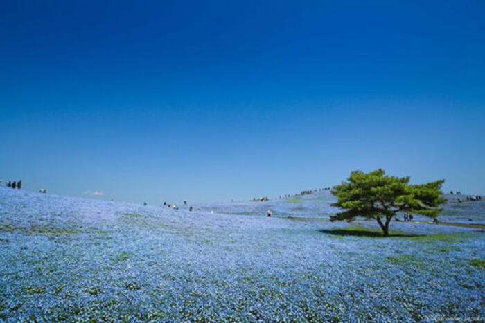 Cánh đồng màu xanh bát ngát này là đồng hoa thuộc loài Nemophila, có màu sắc bầu trời đặc trưng