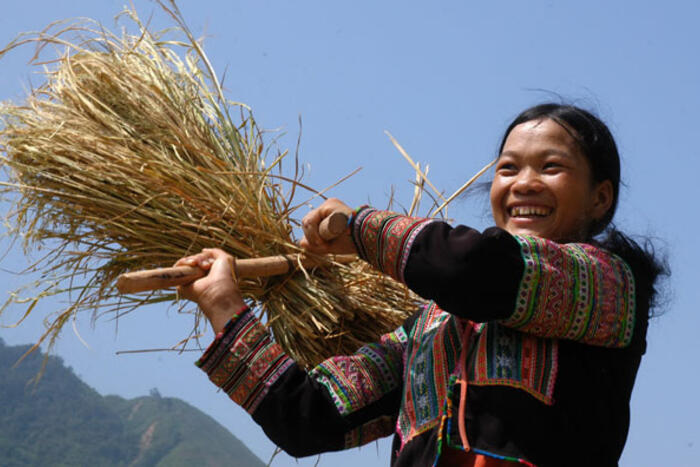 Nhiều gia đình người Mông ở Sa Pa (Lào Cai)  còn giữ cách thu hoạch lúa theo lối cổ truyền, họ gặt, đạp lúa trên ruộng bậc thang rồi đóng thóc vào bao chở về bản.