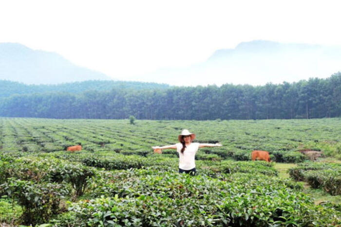 Một cảm giác thật thú vị khi được tận hưởng không khí mát lạnh nơi đồi chè
