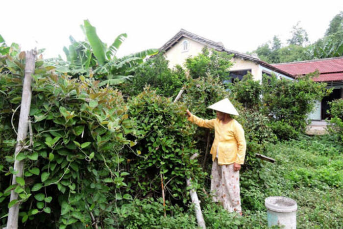 Người dân thu hái rau mơ hàng ngày bỏ cho thương lái phương xa