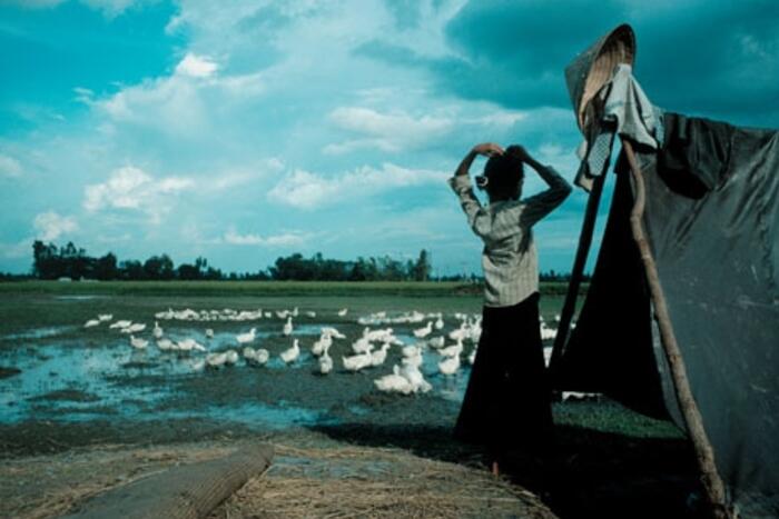 Một miền quê Việt Nam, 1989