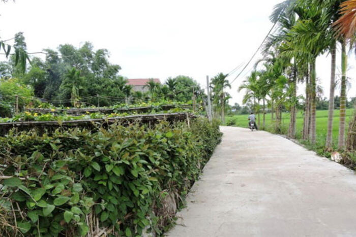Rau mơ men theo lối nhỏ đường bê tông vào làng
