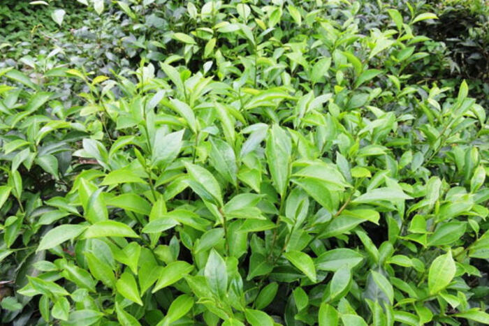 Non mởn lá chè trước nắng lung linh