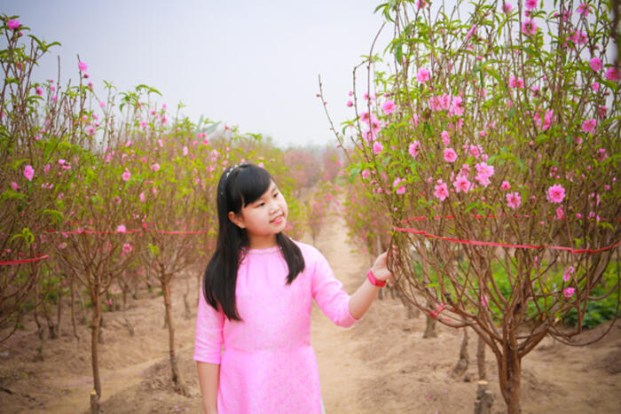 Sắc hồng vườn đào ngày Tết
