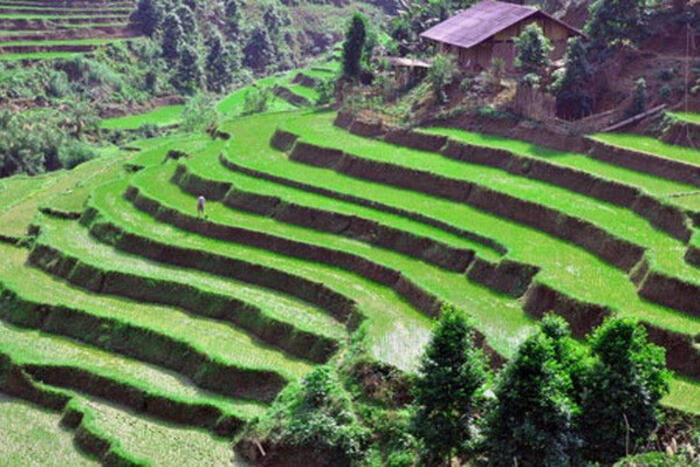 Ruộng bậc thang xã Nghiên Loan. (Nguồn: baobackan.org.vn)
