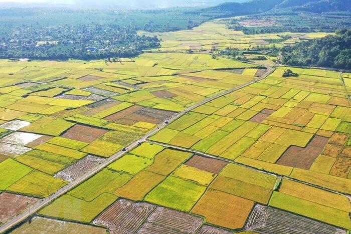 Những ruộng lúa tại huyện Chư Păh (Gia Lai). Ảnh: Hồng Điệp