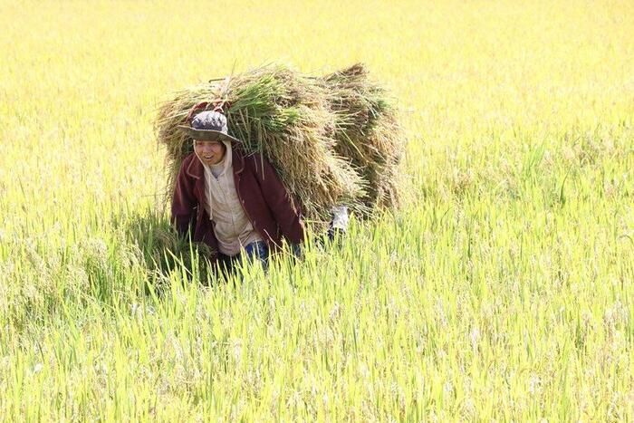 Bà con người dân tộc Jrai tại Gia Lai thu hoạch lúa. Ảnh: Hồng Điệp