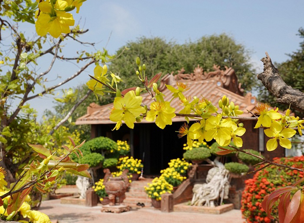 Mái ngói cổ kính của Chùa Thanh Minh Tự bên hoa mai vàng, Phan Thiết