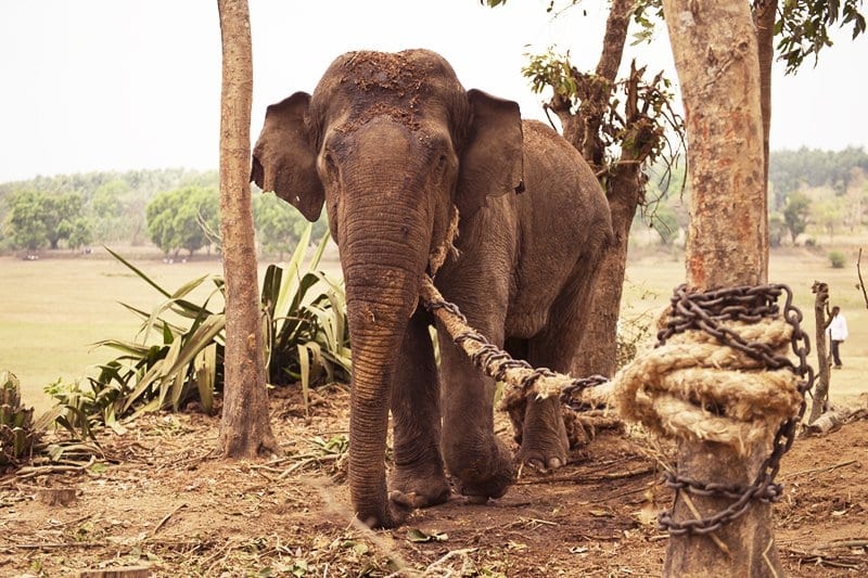 Câu chuyện suy ngẫm: Con voi và sợi dây thừng trói chân