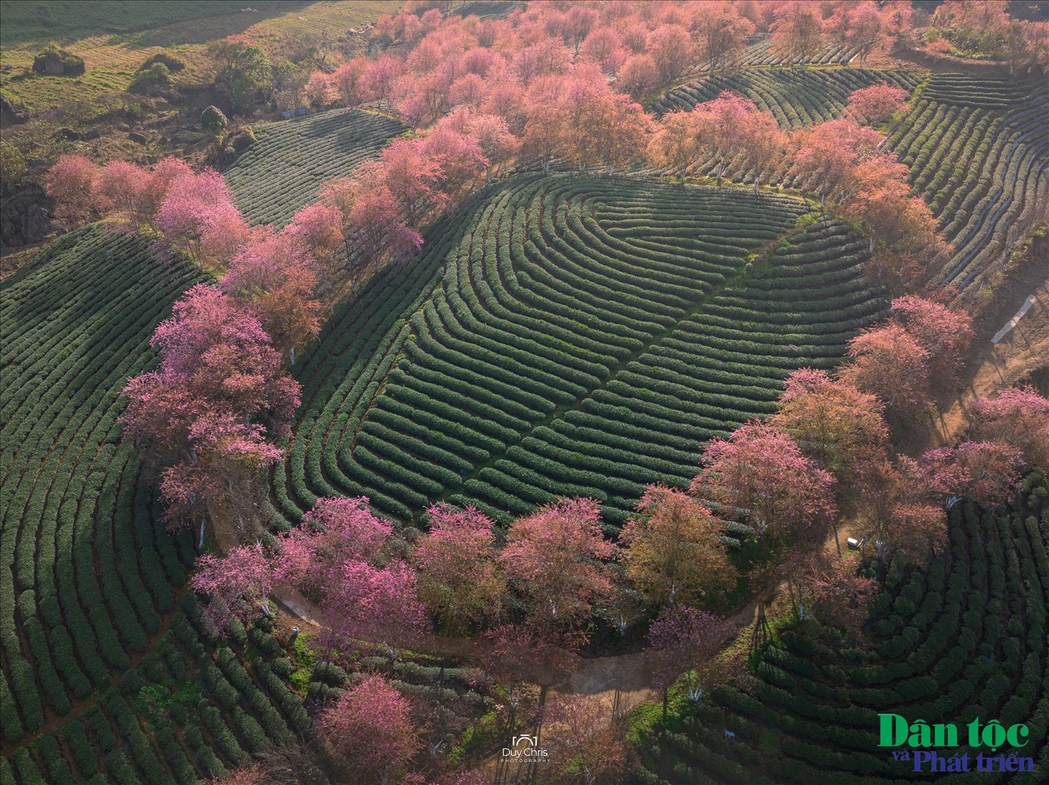 Nhìn từ trên cao hoa mai anh đào như những đám mây đang lững lờ trôi giữa đồi chè xanh ngắt.