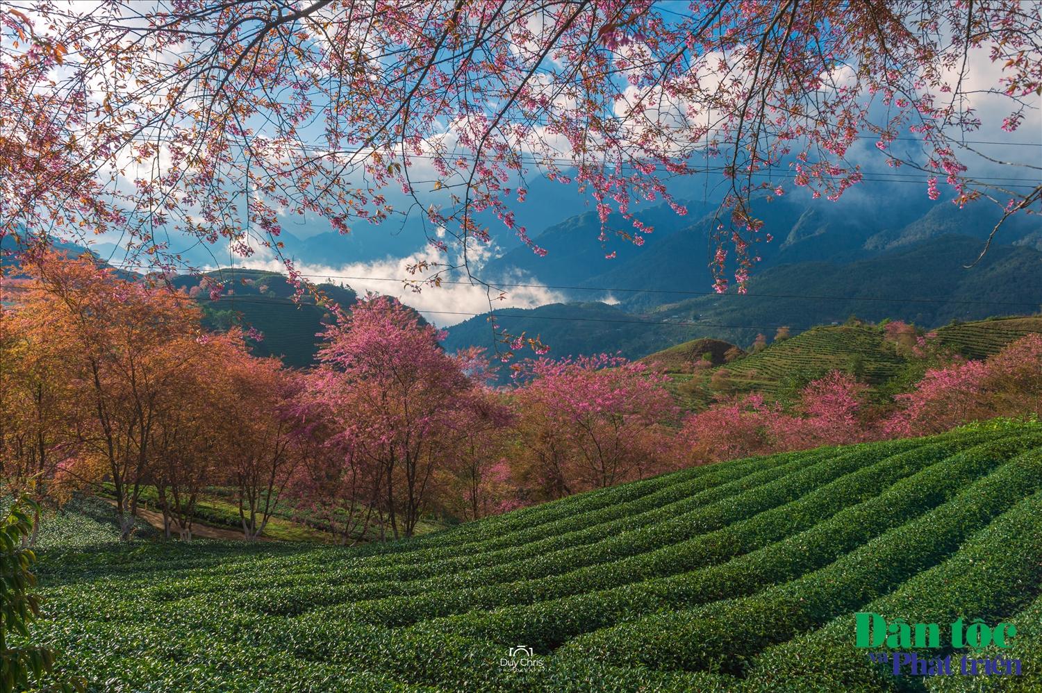 Tương tự như mai anh đào Đà Lạt, mai anh đào Sa Pa không phải loại hoa anh đào Nhật Bản (Sakura) mà là một giống hoa đơn 5 cánh giống hoa mai thuộc chi Cerasus). Bởi vậy, gọi “mai anh đào” cho loài hoa này của Việt Nam là cách gọi đúng nhất hiện nay.