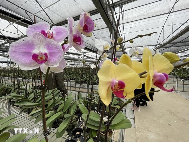Công ty CP Dịch vụ chăn nuôi Hòa Lộc (Lào Cai) đầu tư hàng chục tỷ đồng trồng lan Hồ Điệp theo công nghệ Israel. (Ảnh: Tuấn Anh/TTXVN) ttxvn-yen-bai-dau-tu-hang-chuc-ty-dong-trong-lan-ho-diep-cong-nghe-israel.jpg