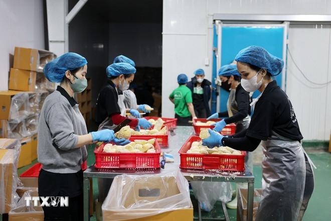 Cấp đông và xuất khẩu chính ngạch sầu riêng đông lạnh tại Đắk Lắk. (Ảnh: Hoài Thu/TTXVN) ttxvn-dak-lak-san-sang-xuat-khau-sau-rieng-cap-dong.jpg