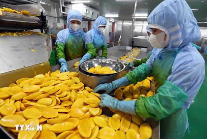 Chế biến nông sản xuất khẩu. (Nguồn: TTXVN) che-bien-nong-san-xuat-khau.jpg